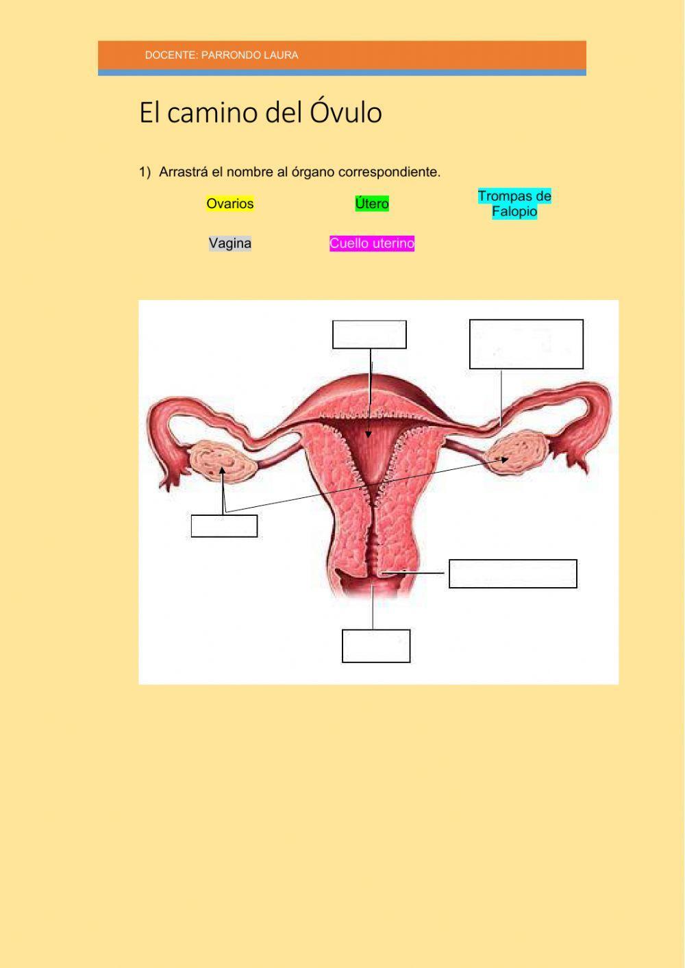 El camino del Óvulo