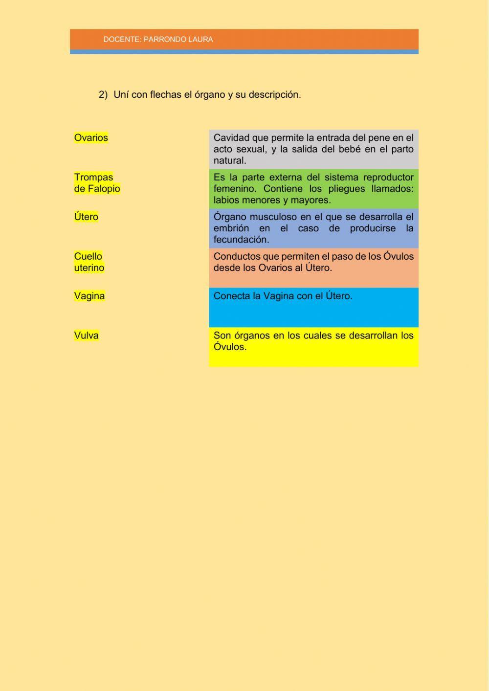 El camino del Óvulo