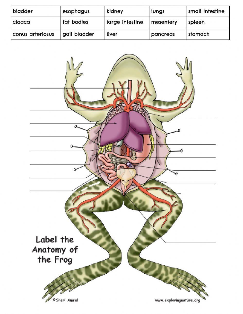 Dissecting a Frog internal Anatomy