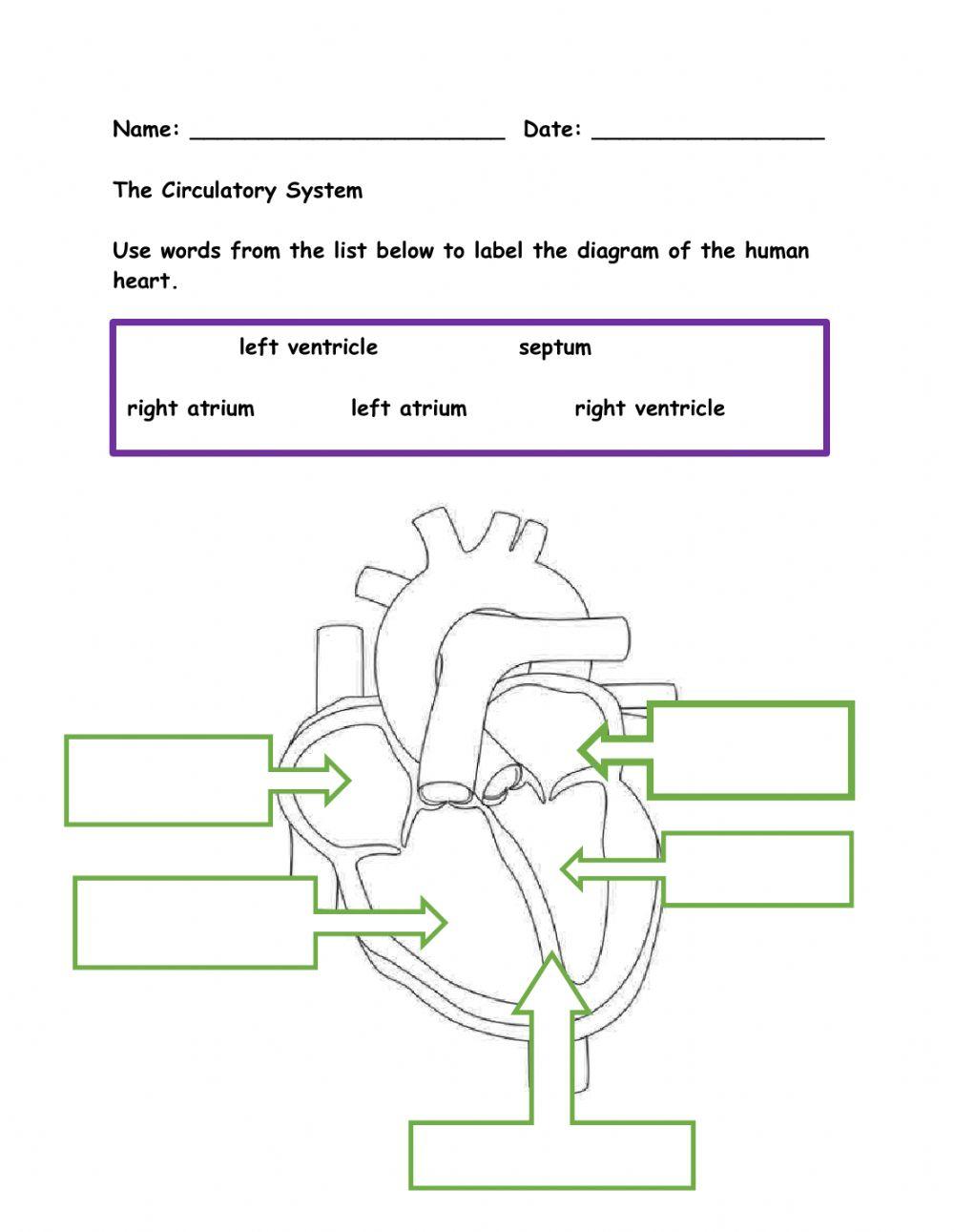 Heart Diagram Worksheet