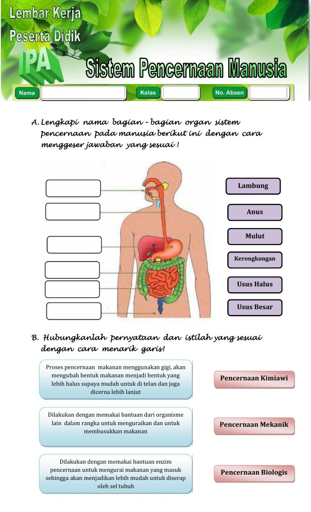 Sistem Pencernaan Manusia
