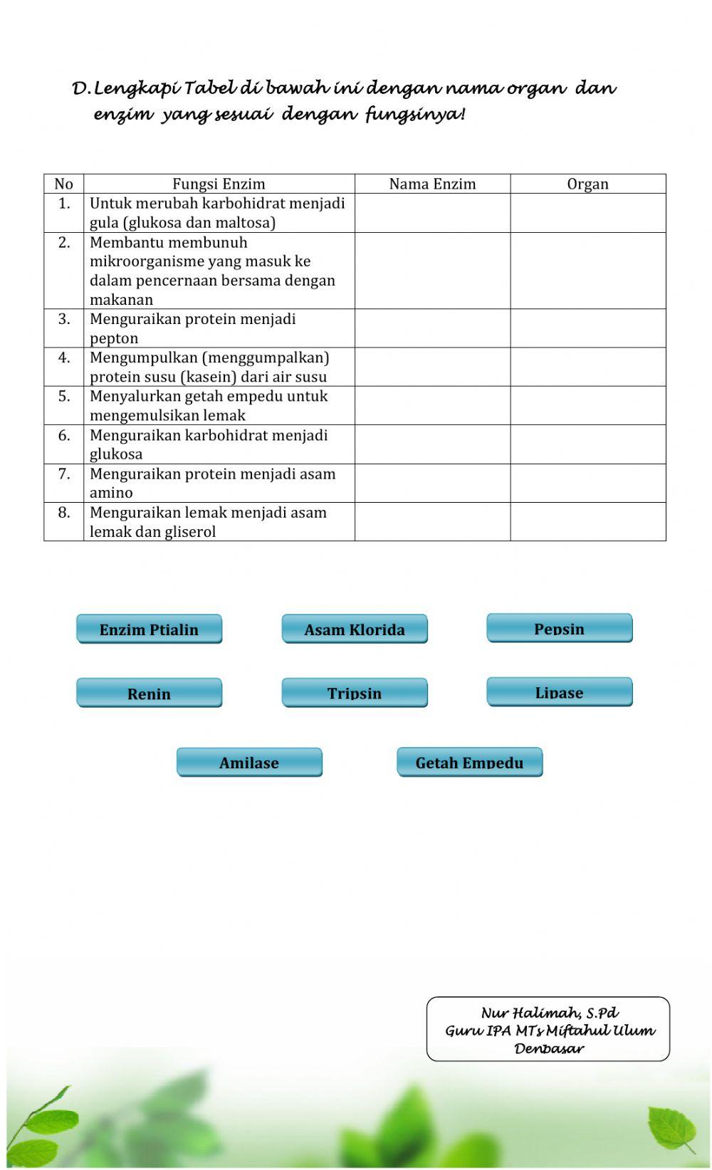Sistem Pencernaan Manusia