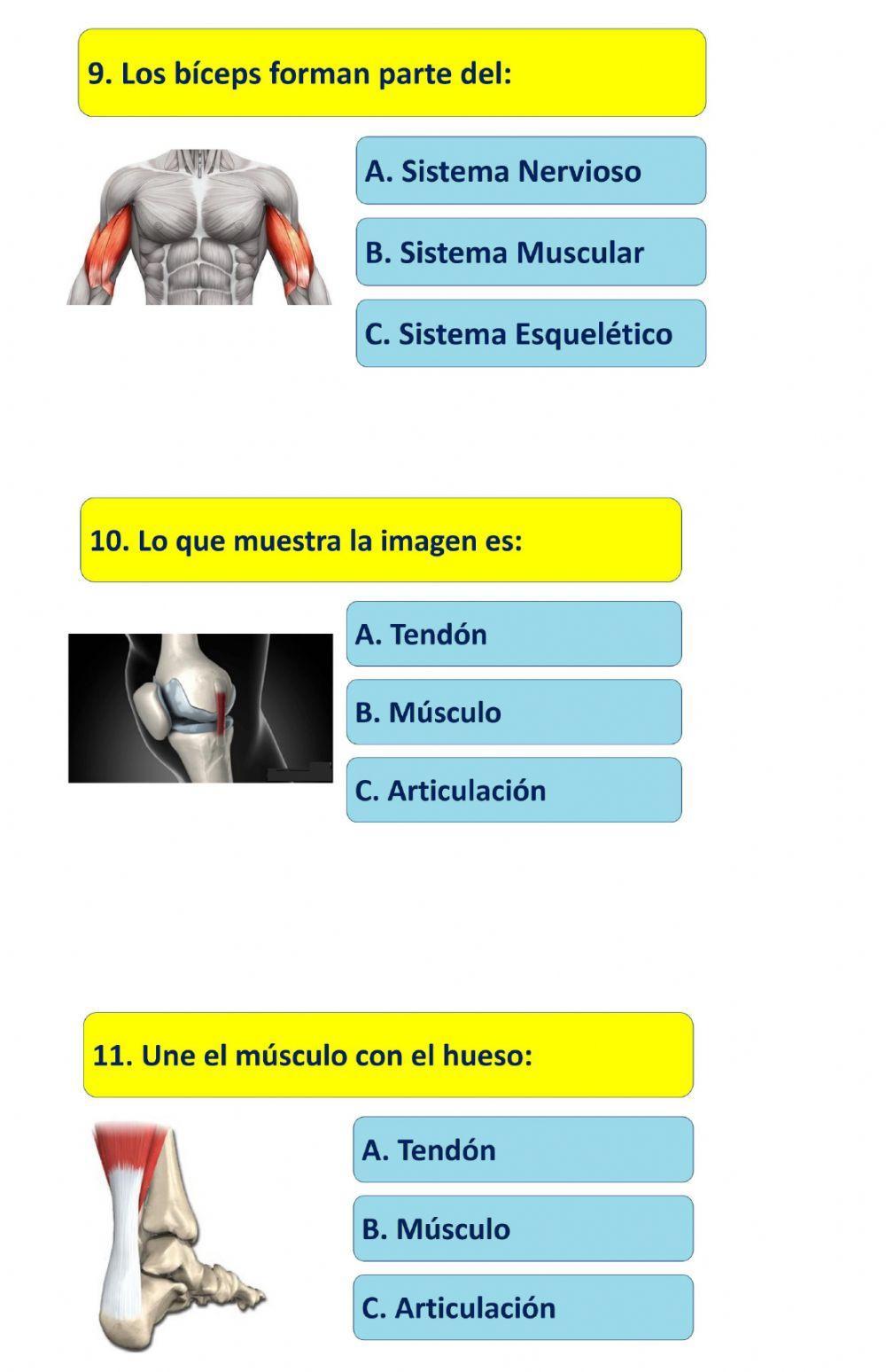 Guía evaluación Sistema Locomotor