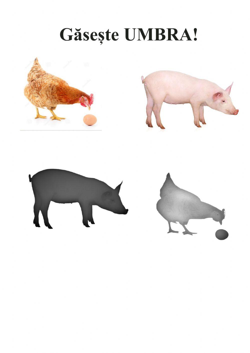 Fise invatamant special 1