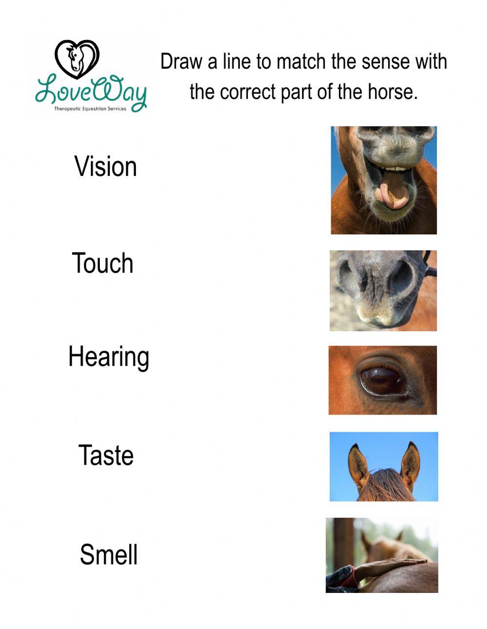 Horse Senses - Matching