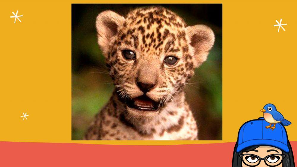 Animales de las yungas