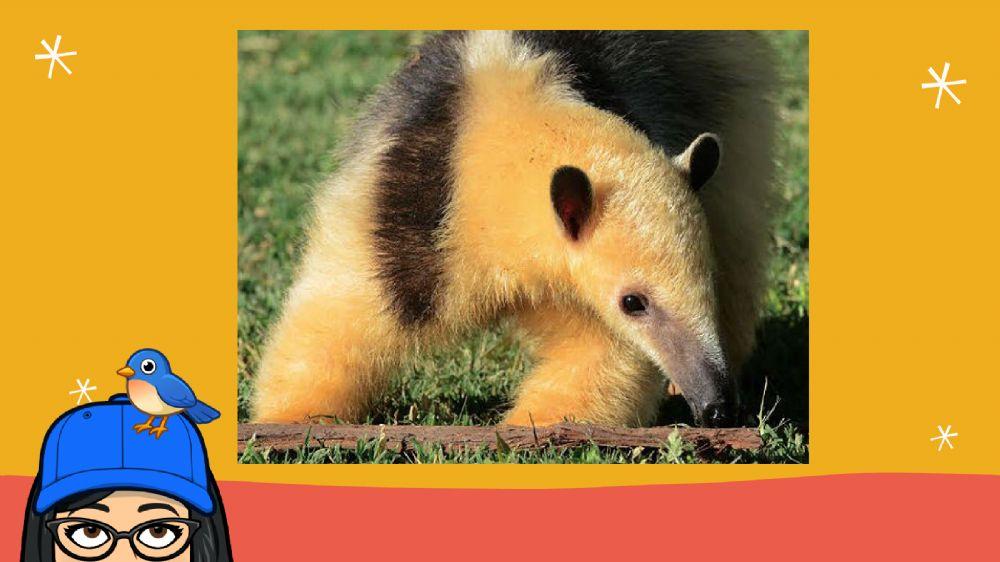 Animales de las yungas