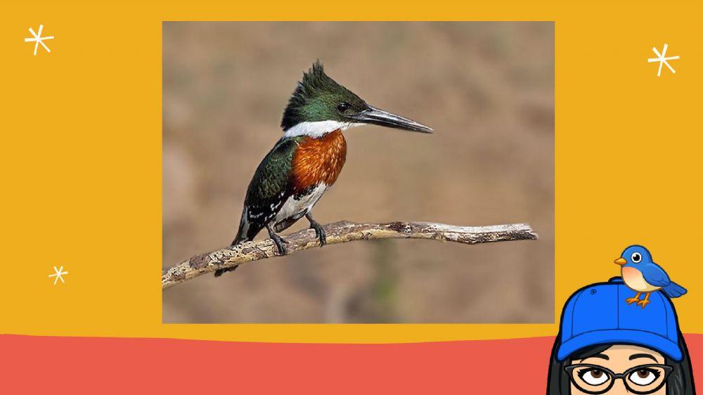 Animales de las yungas