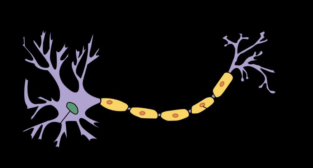 Neuron Parts