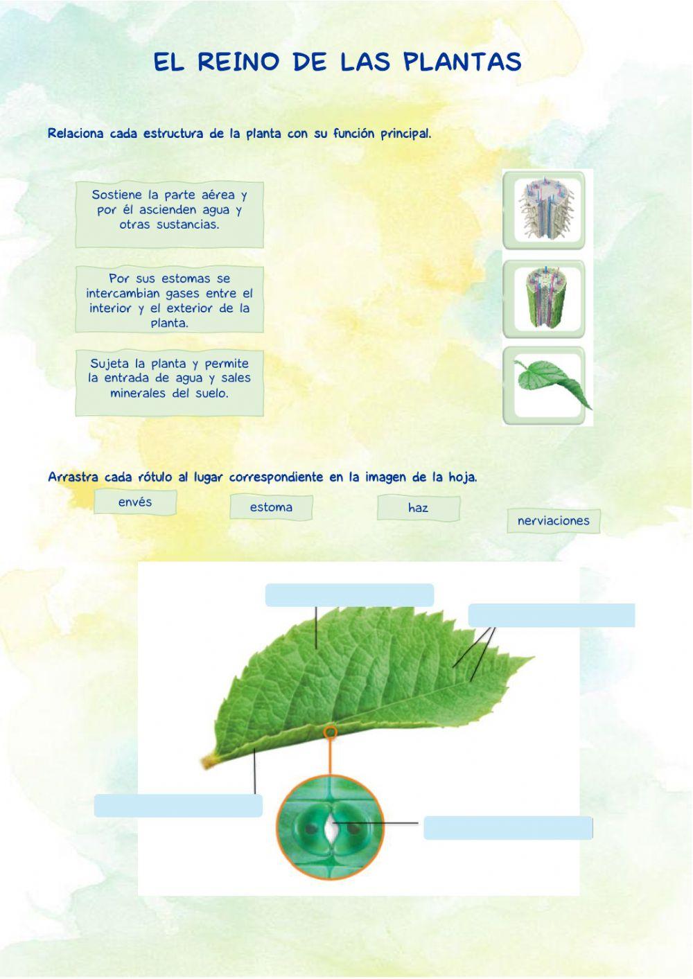 El reino de las plantas