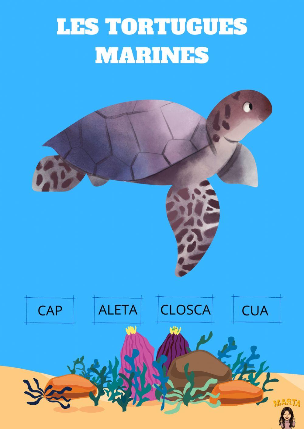 Parts del cos de les tortugues