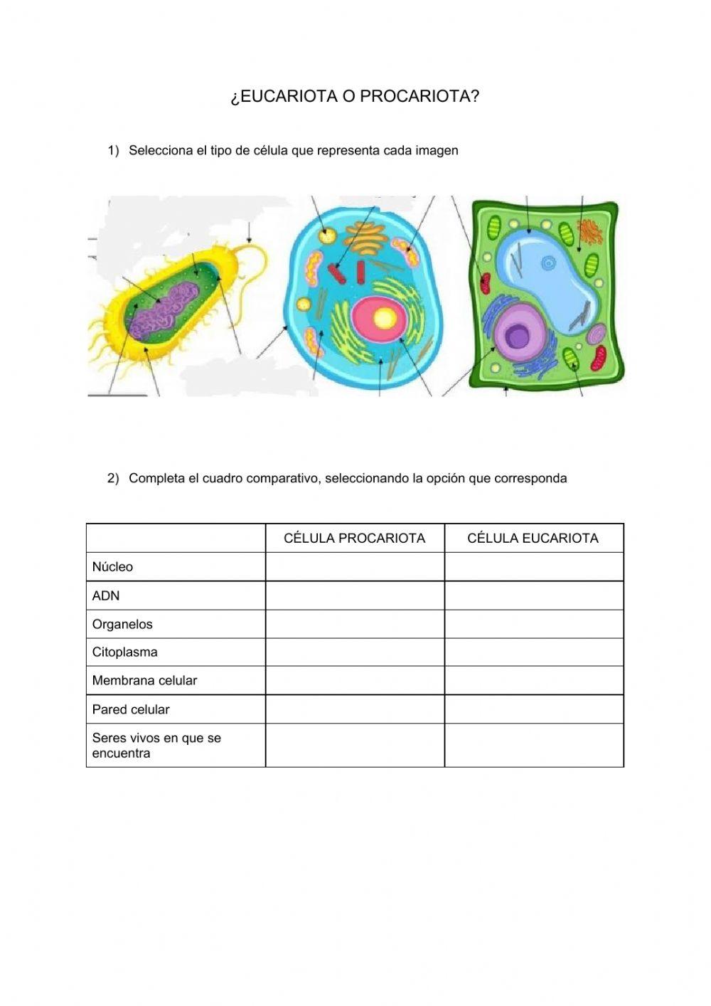 ¿Eucariota o Procariota? 2