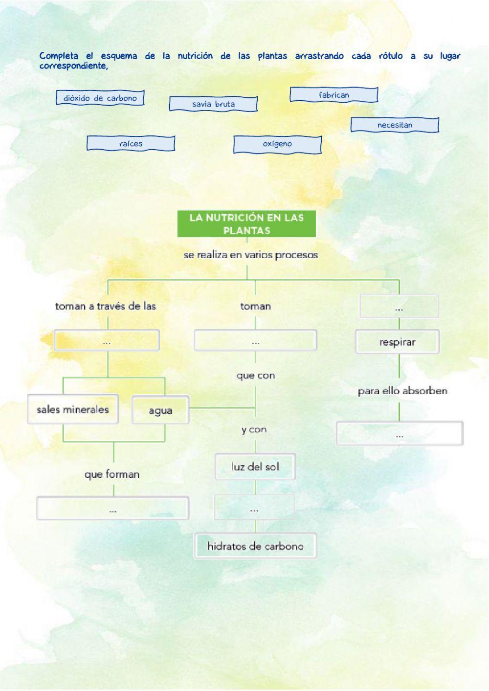La nutrición en las plantas