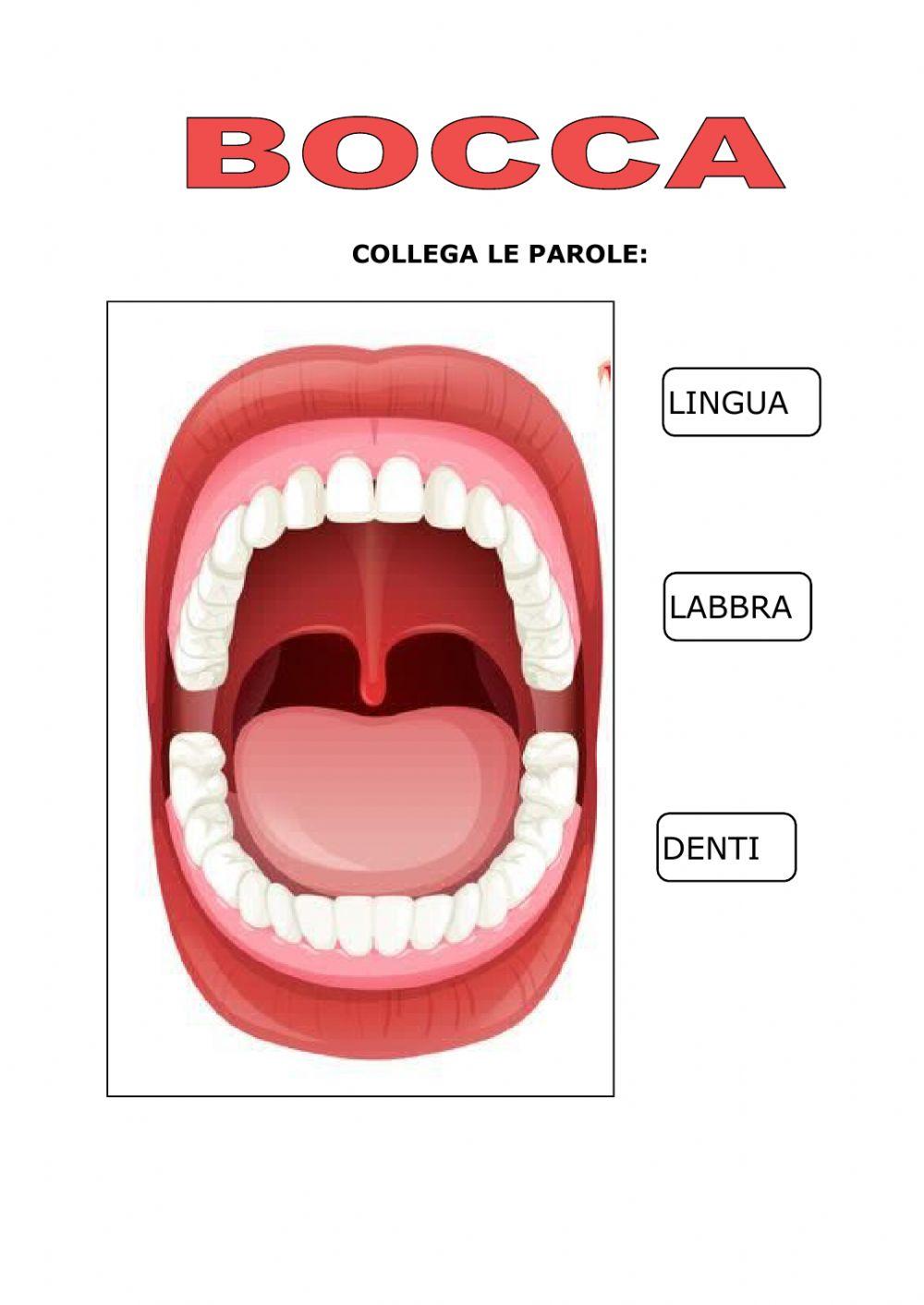 APPARATO DIGERENTE prima parte