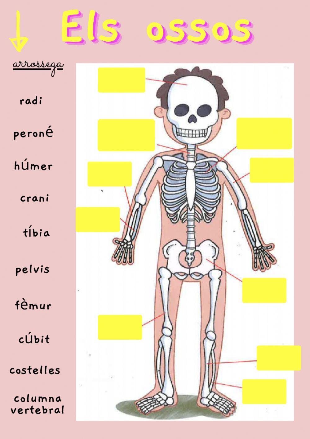 El cos humà: Tema 3