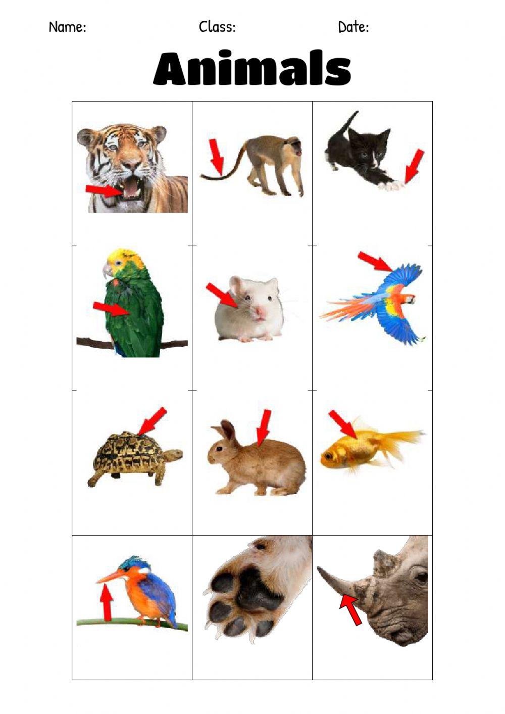 Animal vocabulary