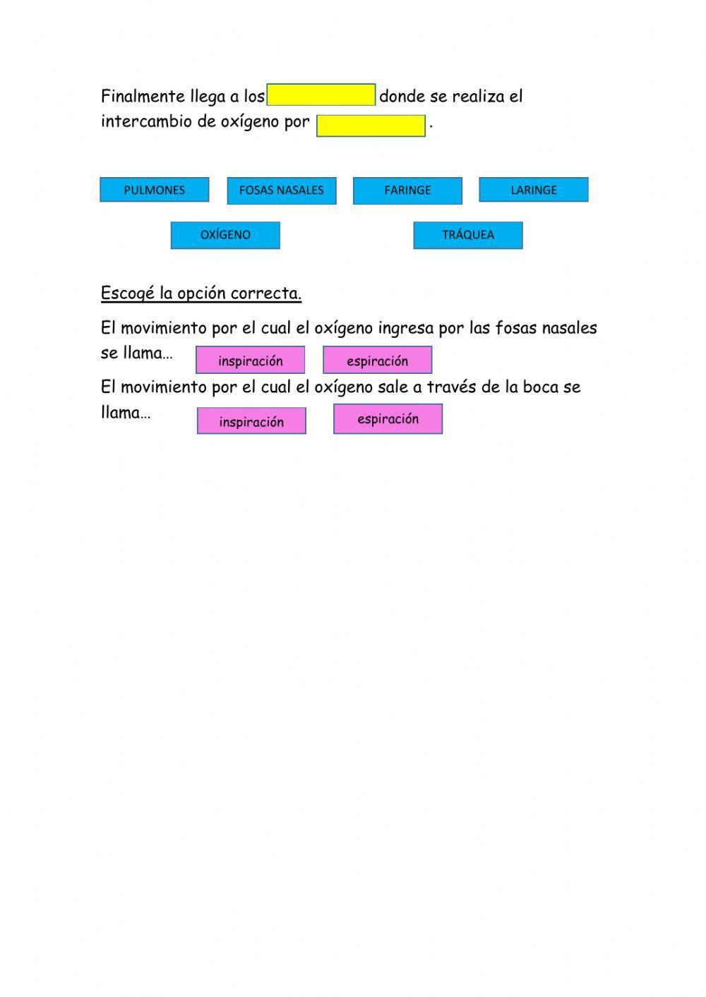 Sistema Respiratorio