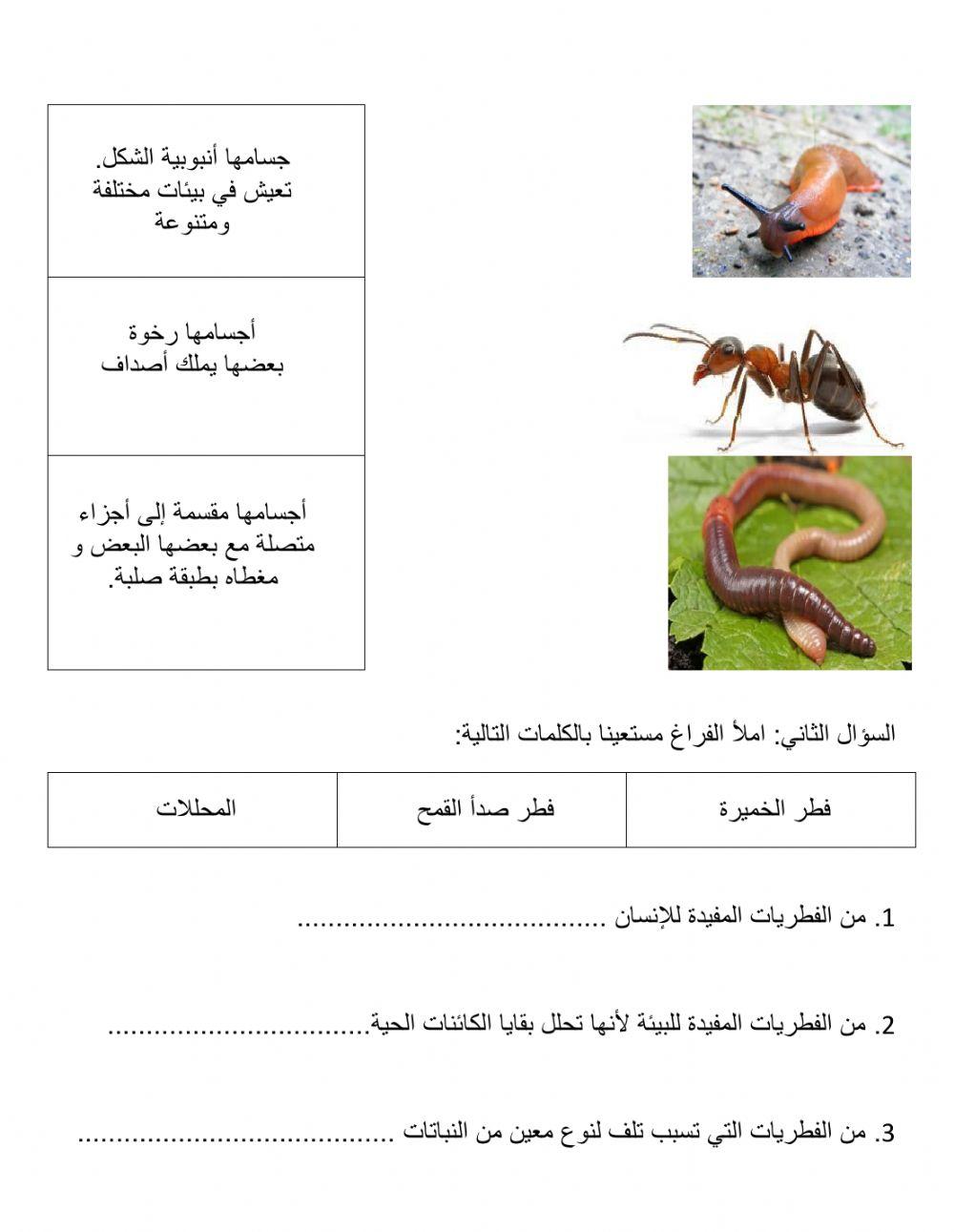 اختبار في درس الحيوانات و الفطريات