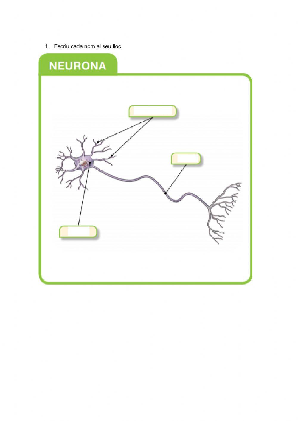 El sistema nerviós