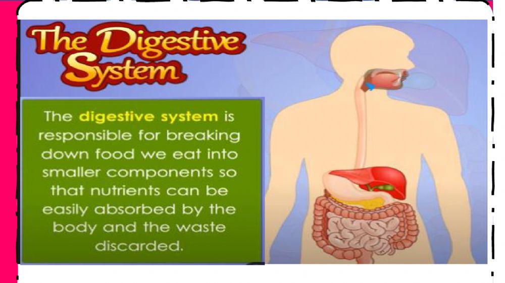 Human anatomy - week-36