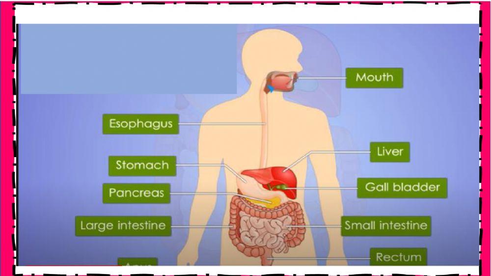 Human anatomy - week-36 Human anatomy - week-36
