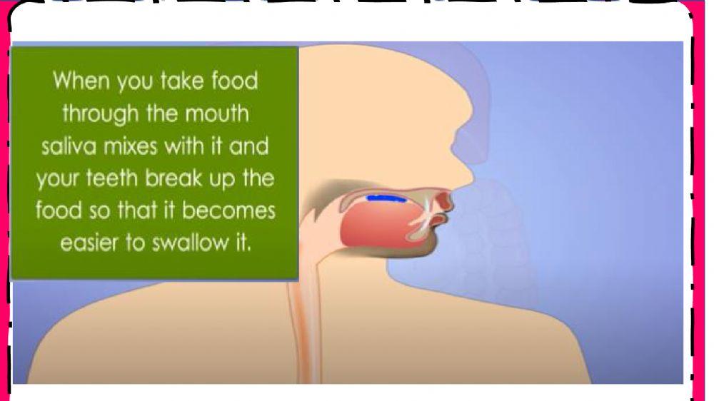 Human anatomy - week-36 Human anatomy - week-36