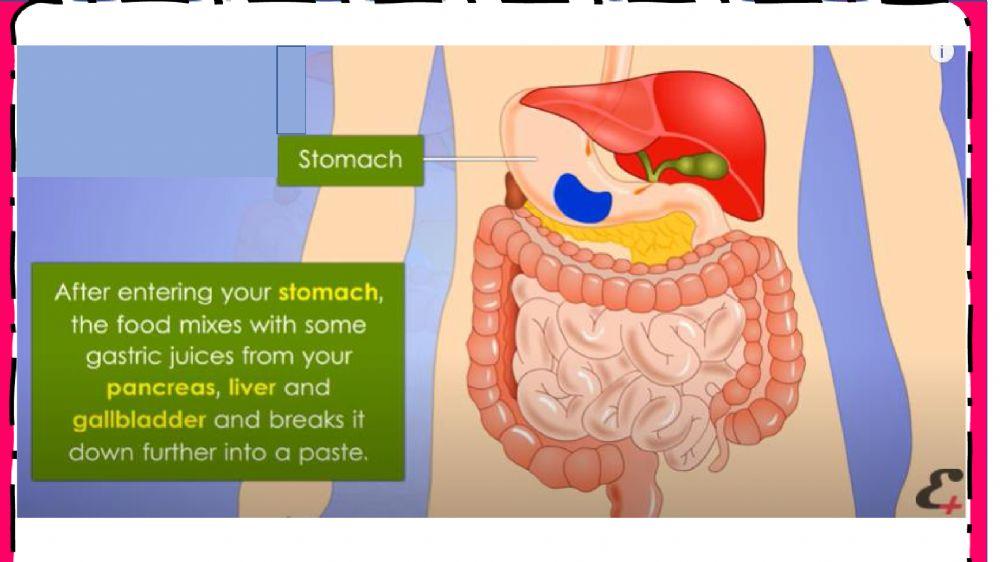 Human anatomy - week-36 Human anatomy - week-36