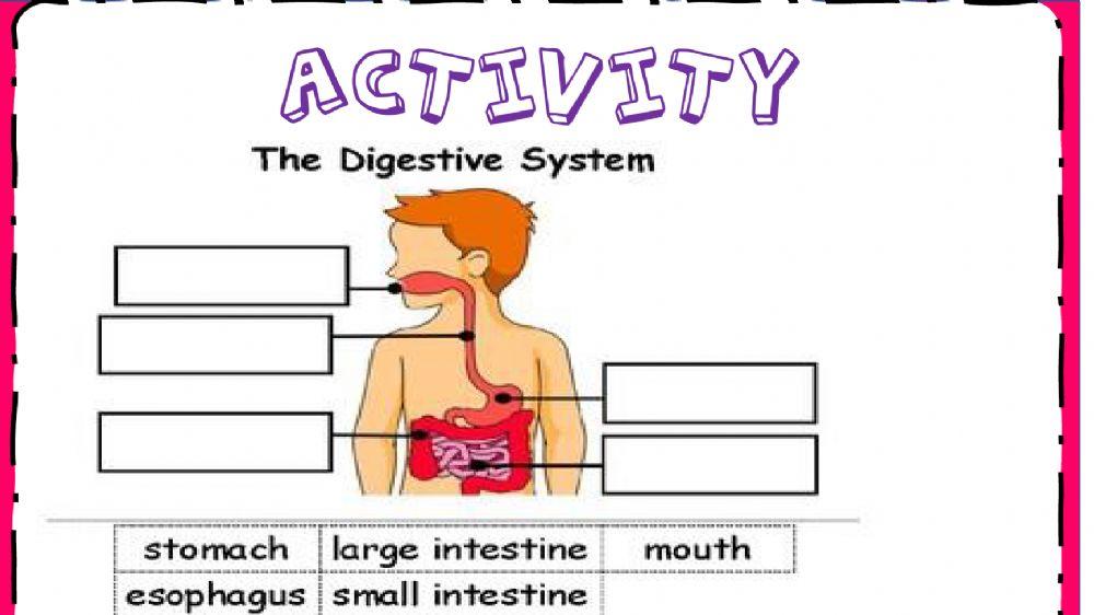 Human anatomy - week-36 Human anatomy - week-36