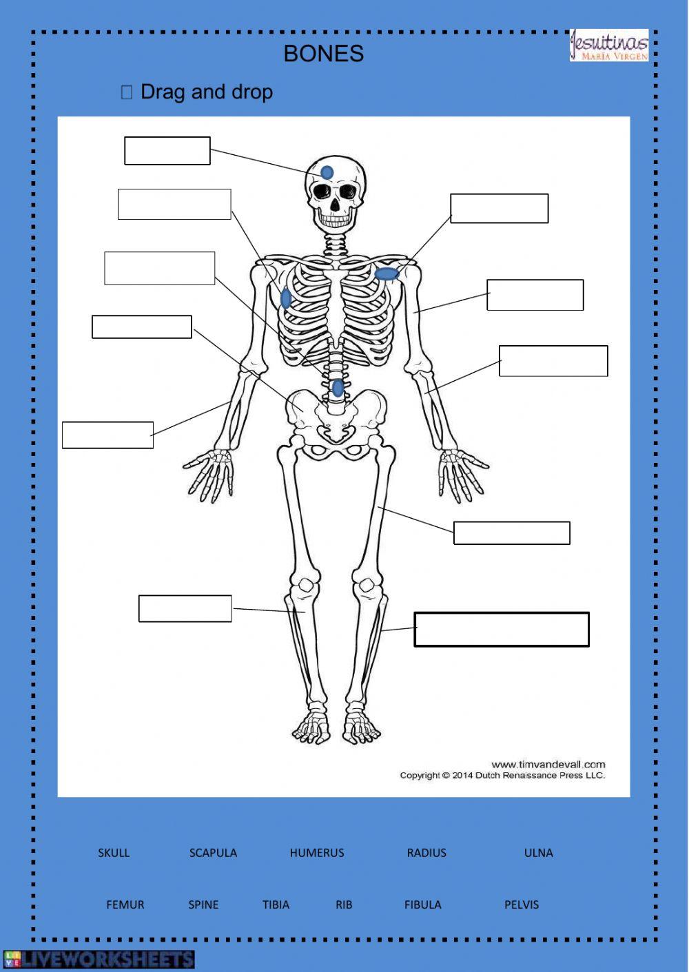 Bones and muscles exercise | Live Worksheets