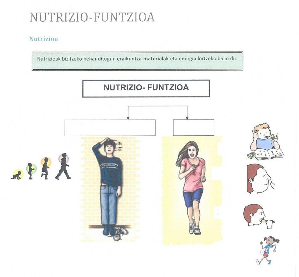 Nutrizio funtzioa