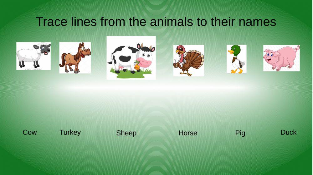 Animals match-Ever Cordero