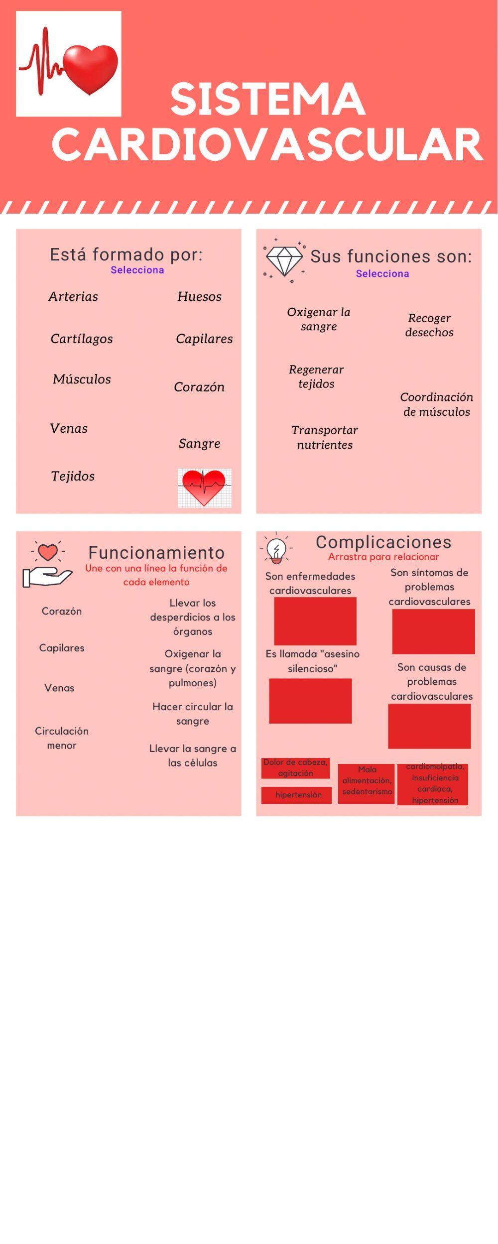 Sistema cardiovascular