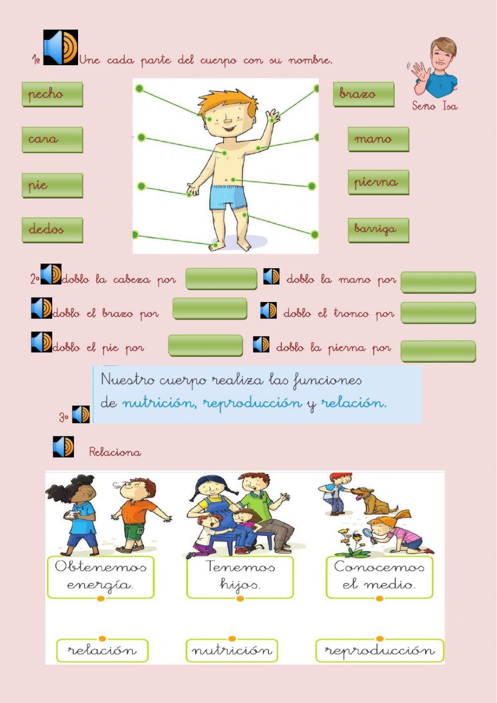 Las partes del cuerpo