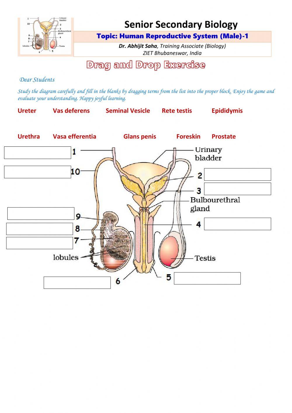 Senior Secondary Biology- Human male Reproductive System-1
