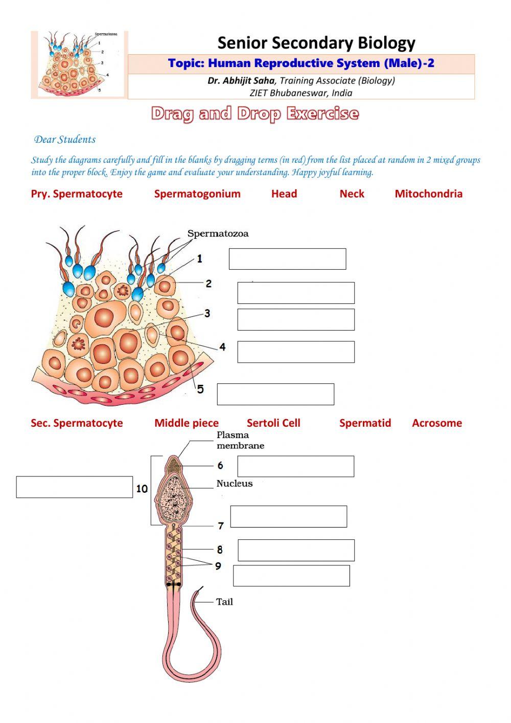 Senior Secondary Biology-Human Male Reproductive System-2