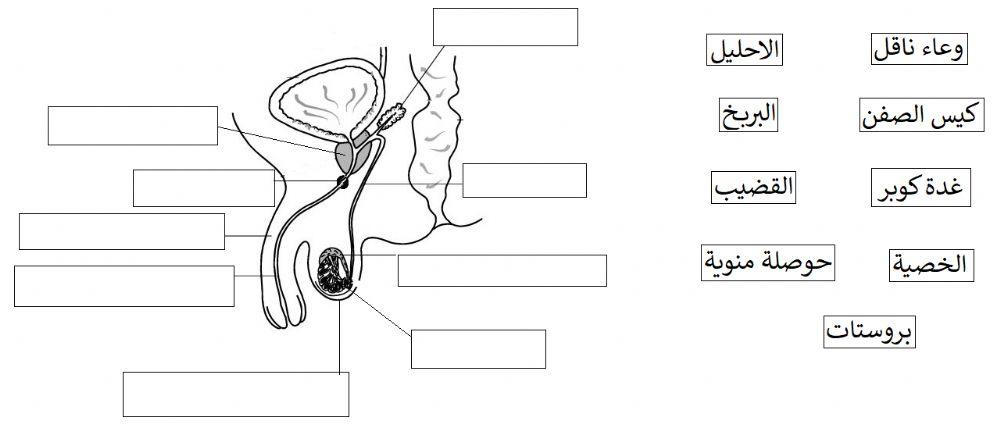 جهاز تناسلي ذكري