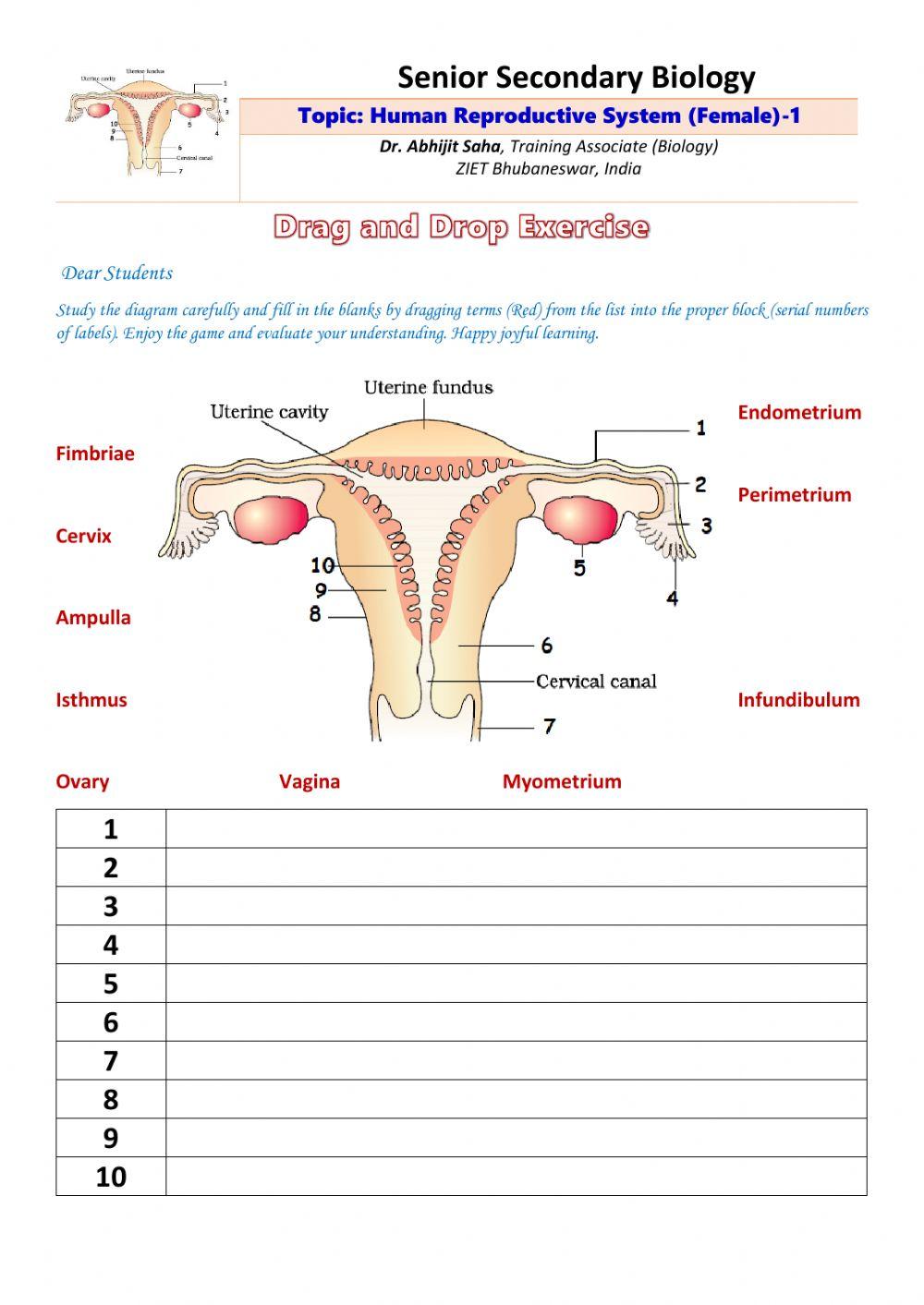 Senior Secondary Biology- Human Female Reproductive system 1