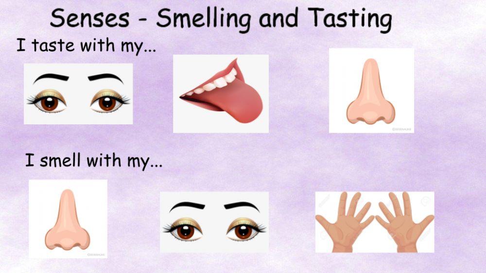 Senses - smelling and tasting