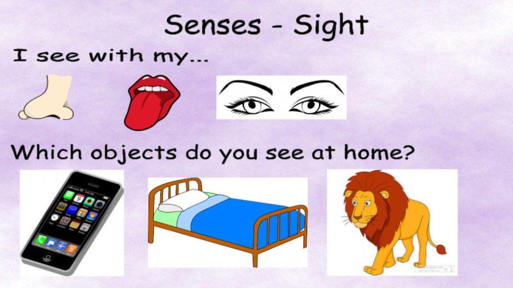 Senses - sight