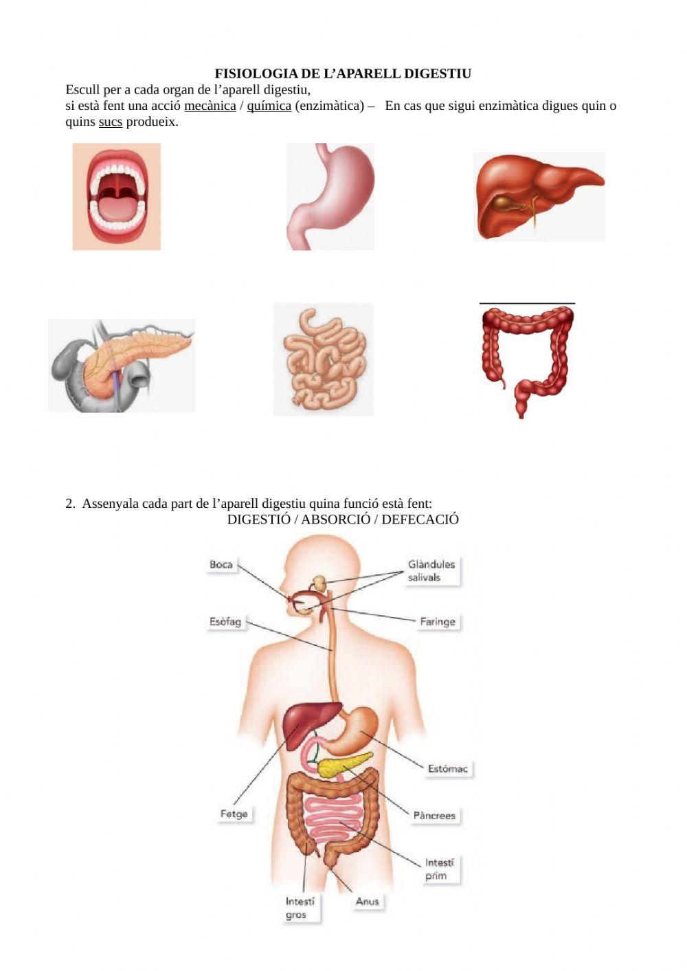 Fisiologia del digestiu
