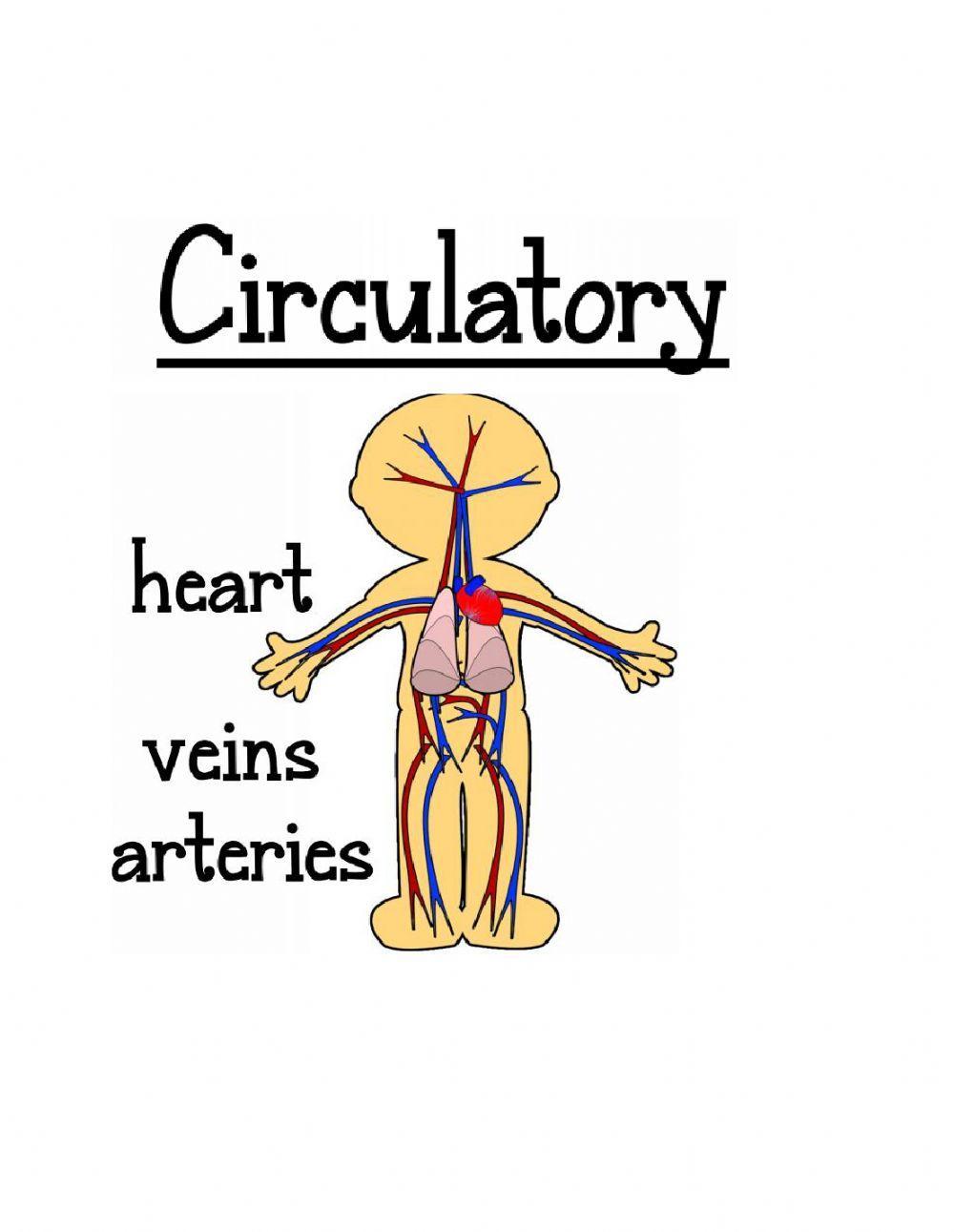 Circulatory system