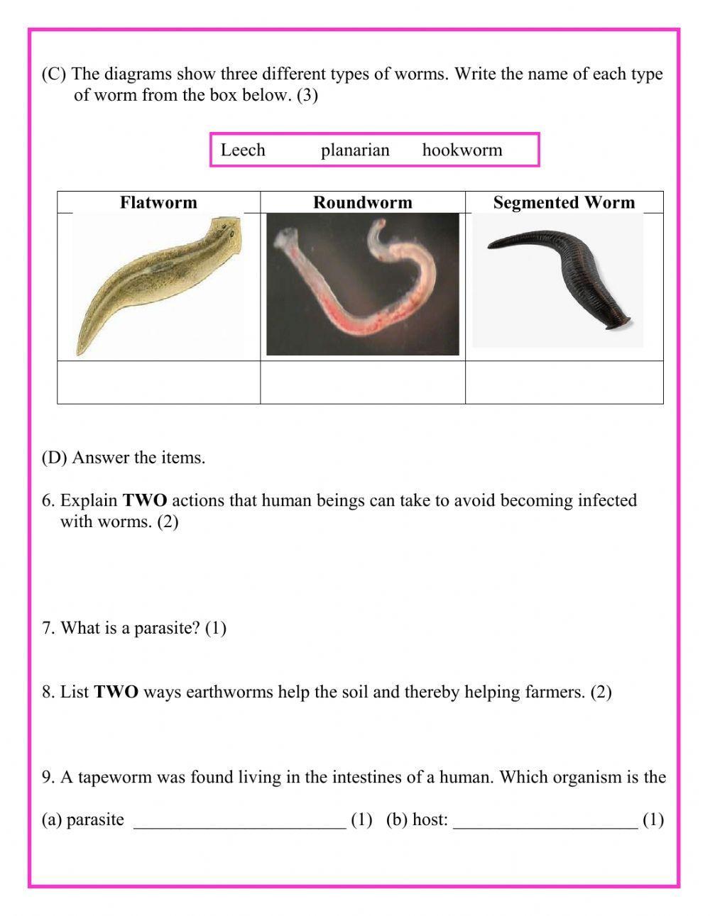 Invertebrates-Worms 2