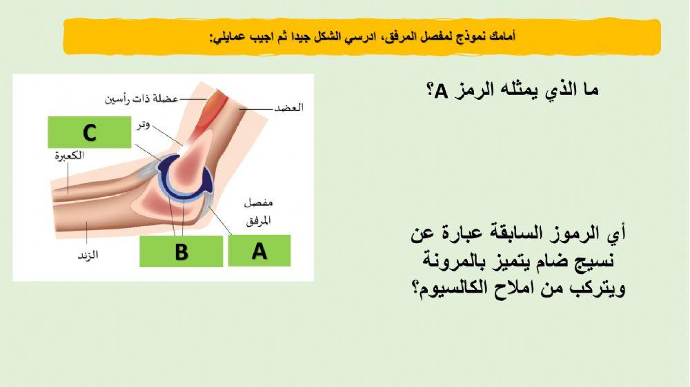 الهيكل العظمي