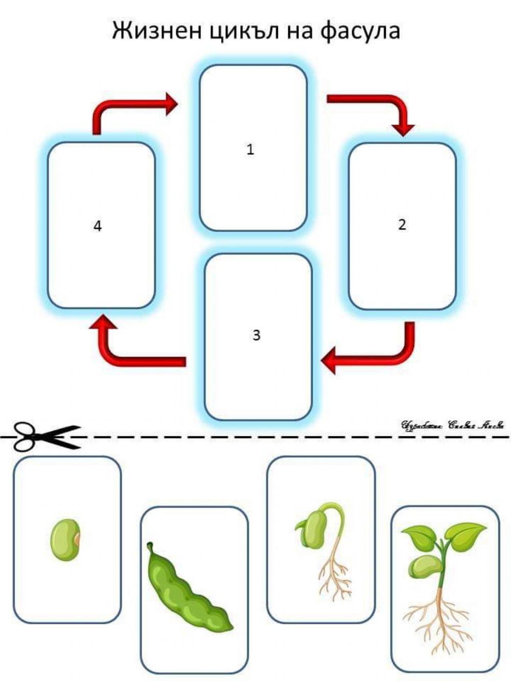 Ciclul de viață al plantei