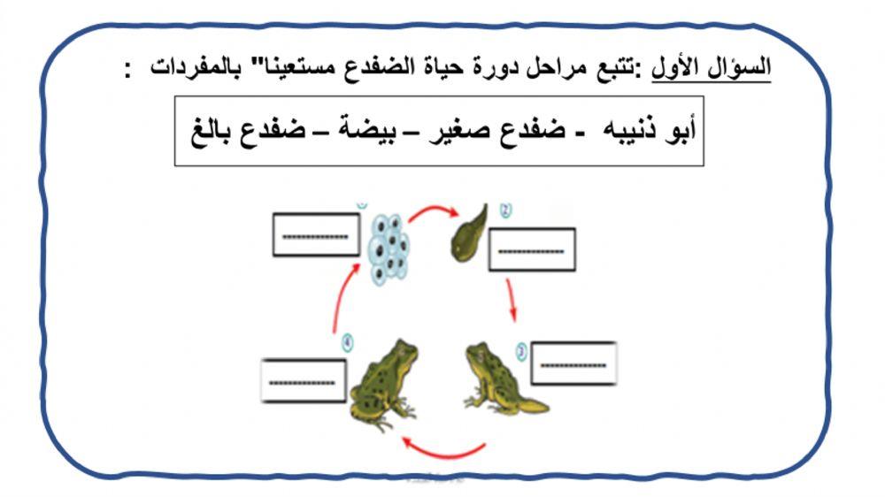 دورات الحياة