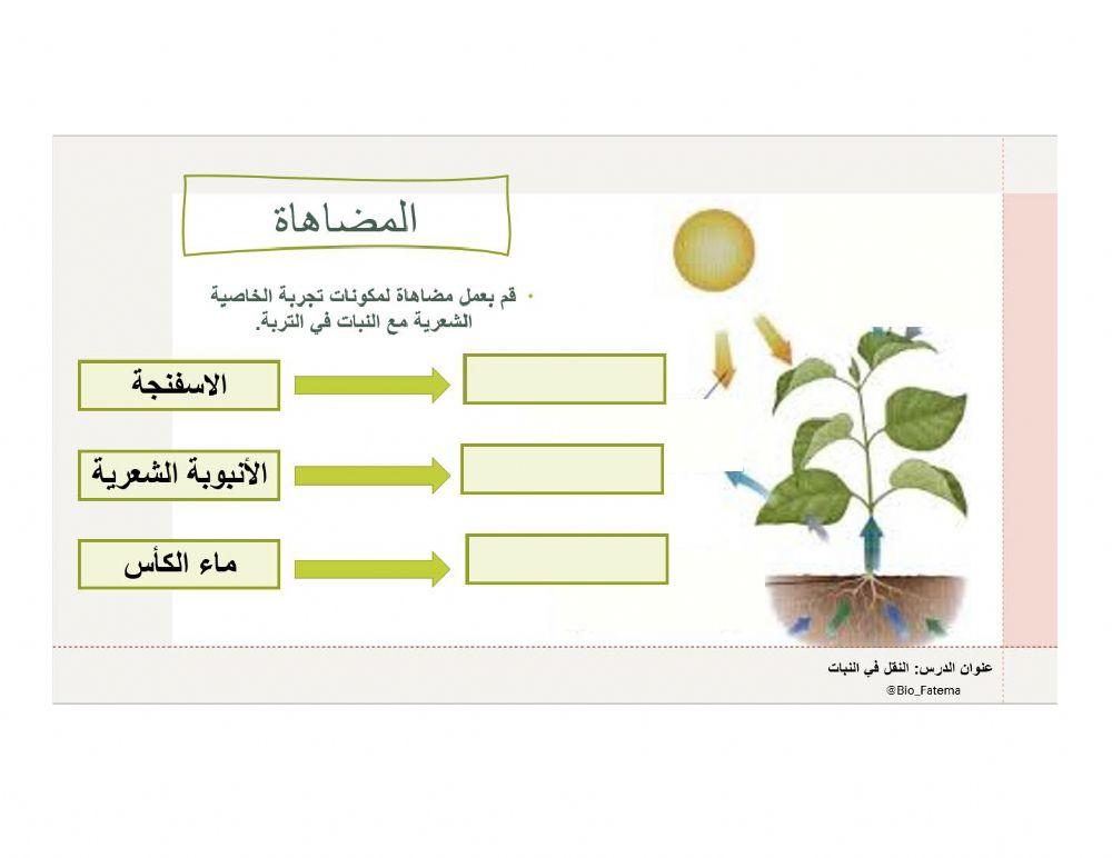 النقل في النبات