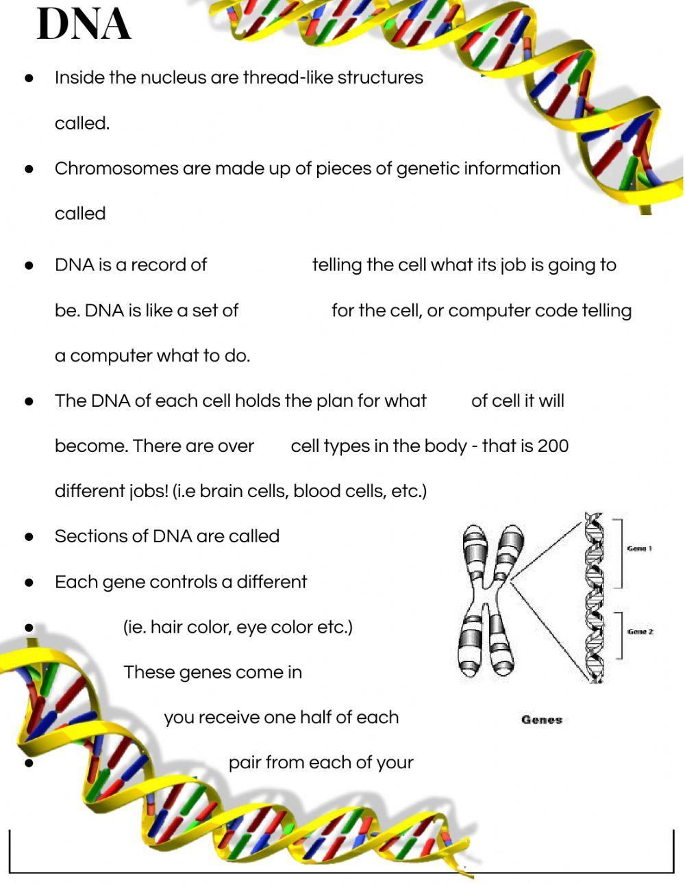 DNA basic vocabulary