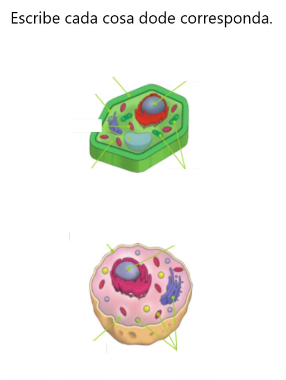 Parts of cell