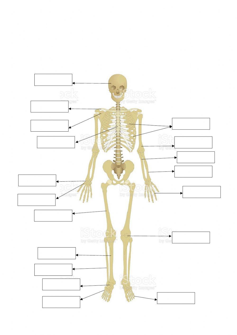 Os ossos e musculos