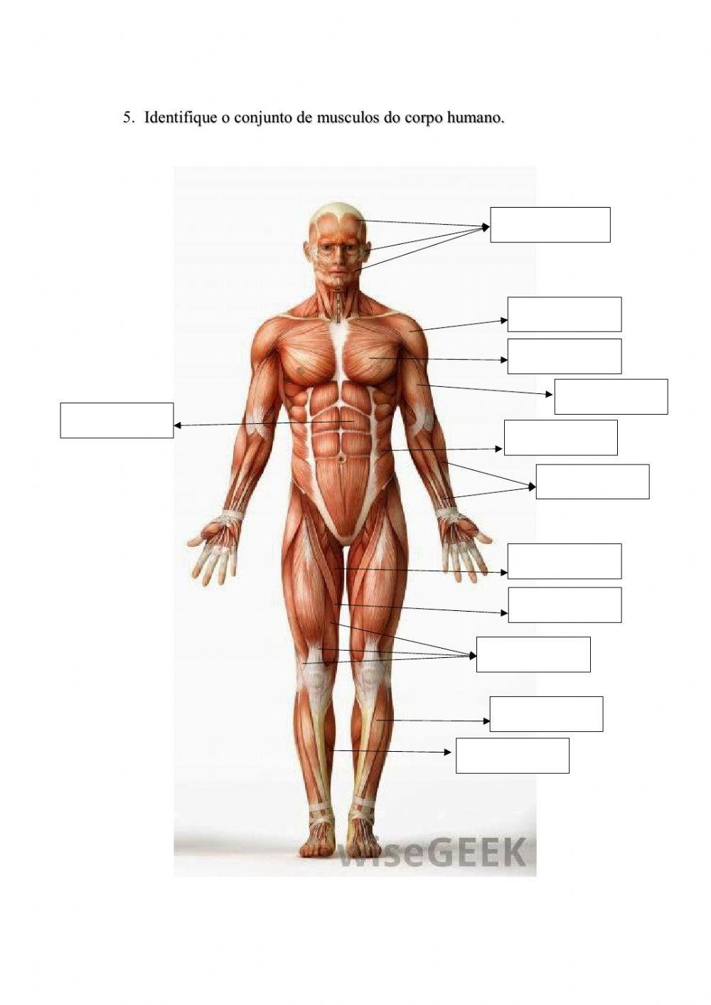 Os ossos e musculos